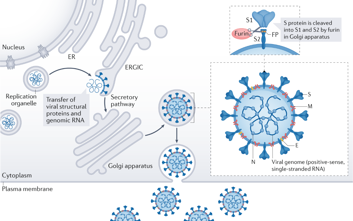 scientific illustration of coronavirus spike protein attaching to a human cell receptor, detailed medical diagram style