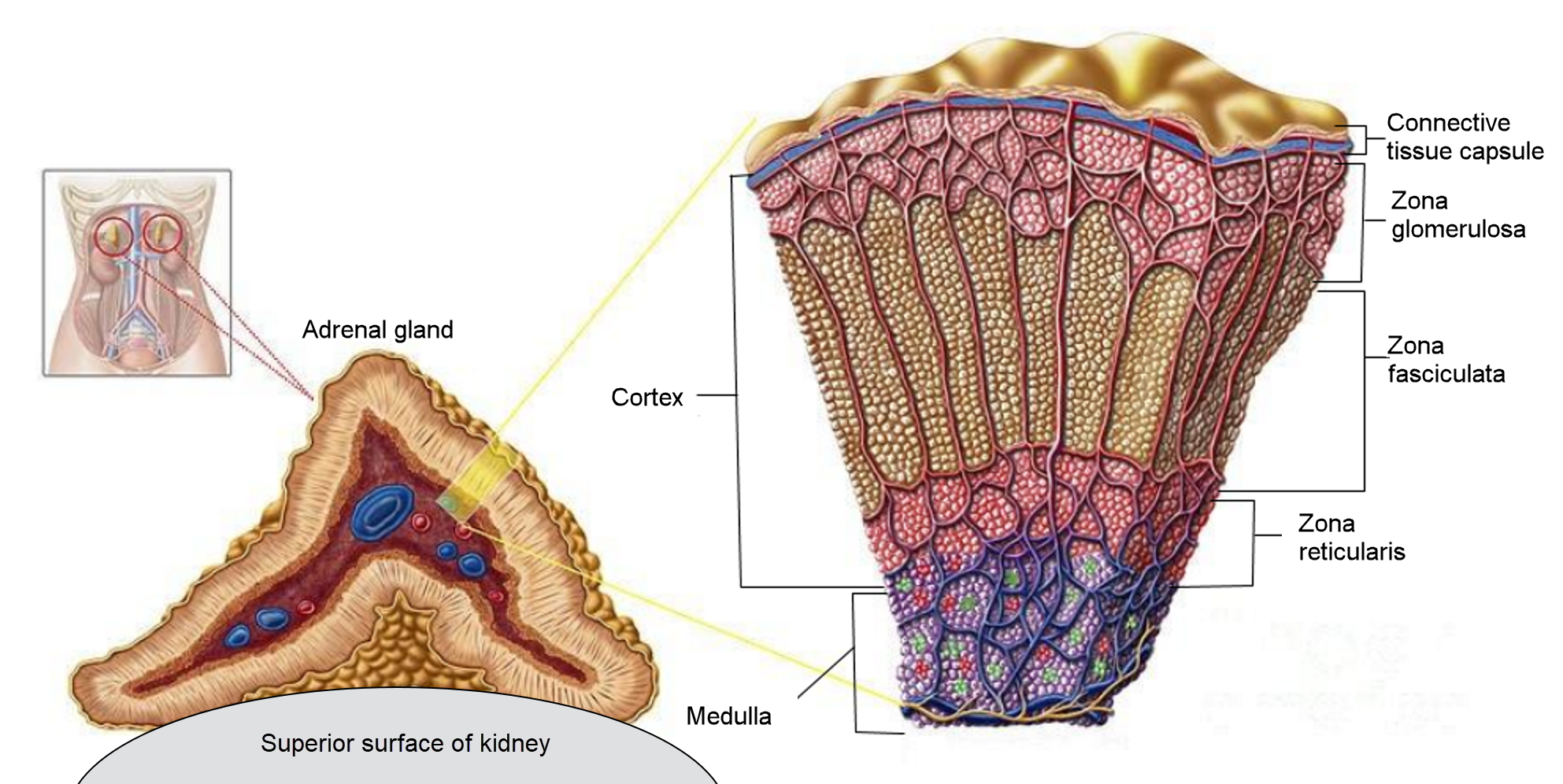 Histology of adrenal gland layers glomerulosa fasciculata reticularis diagram