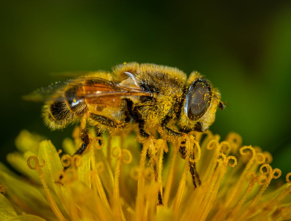 macro photography of a honey bee foraging on a flower academic slide