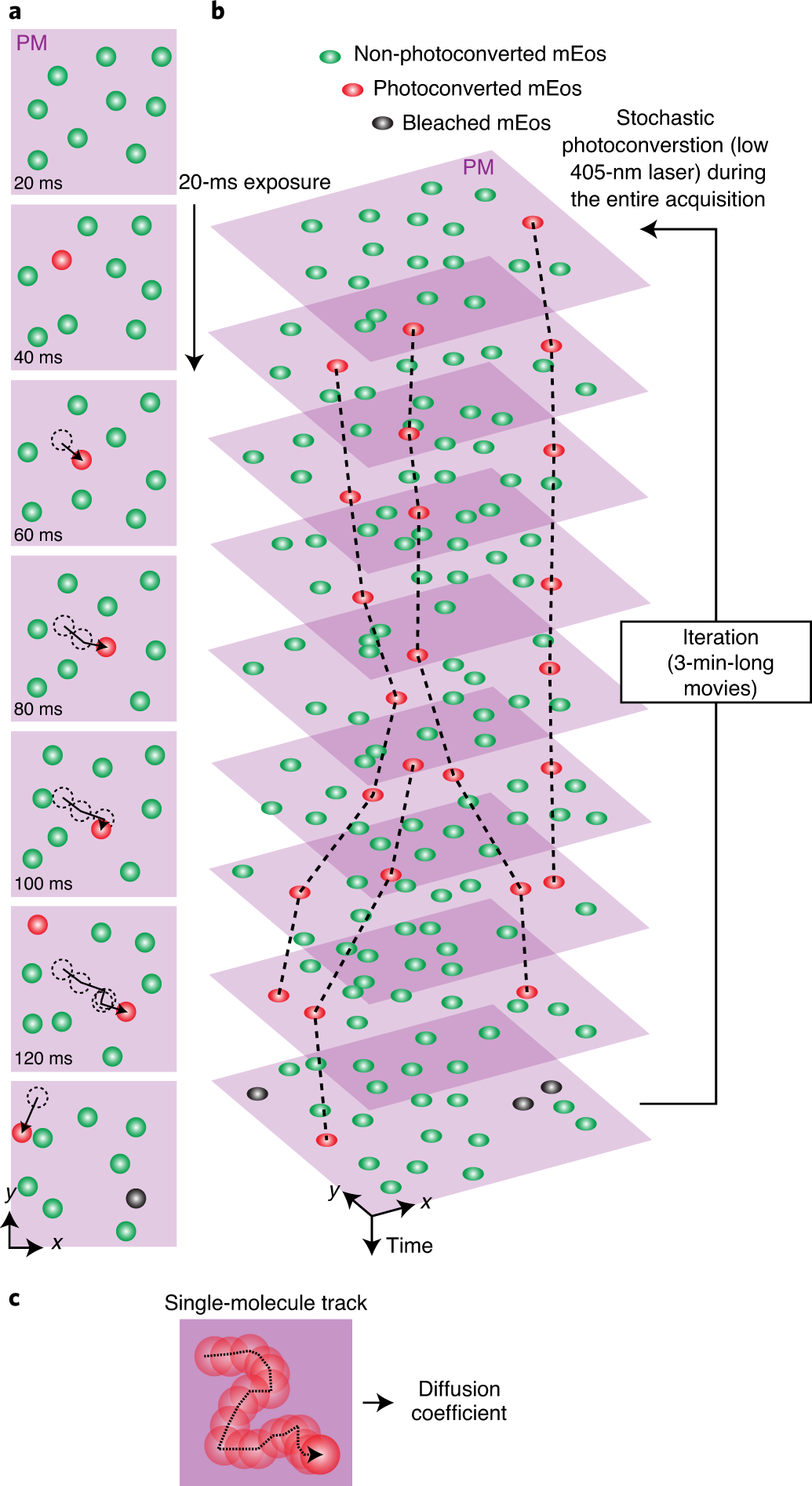 sptPALM single particle tracking microscopy trajectory image