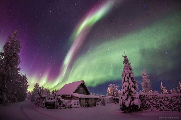 Northern Lights Aurora over snowy forest Murmansk Russia