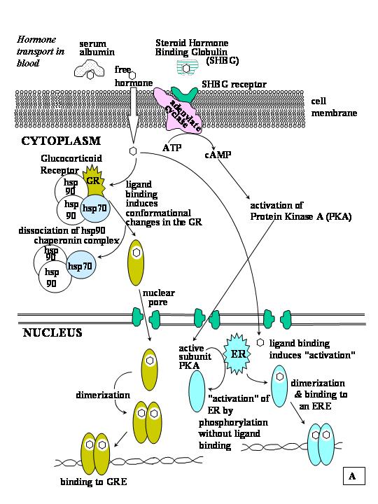 Diagram comparing steroid hormone direct gene activation versus protein hormone second messenger cAMP signaling pathway cell membrane