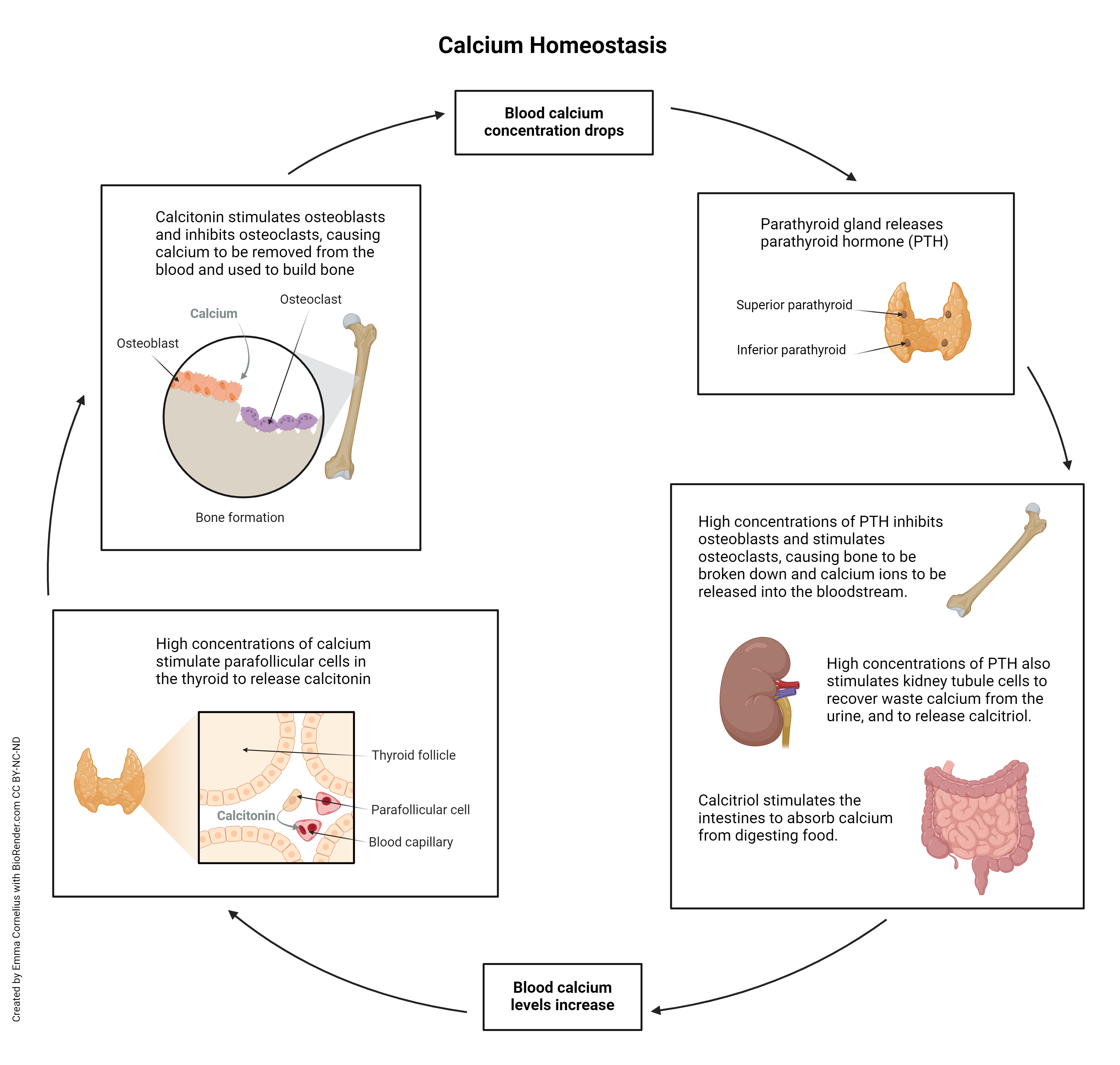 Calcium homeostasis negative feedback loop thyroid parathyroid diagram