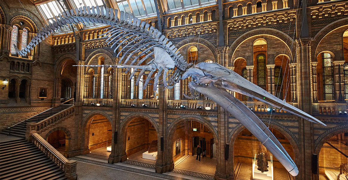 Natural History Museum London main hall diplodocus or whale skeleton