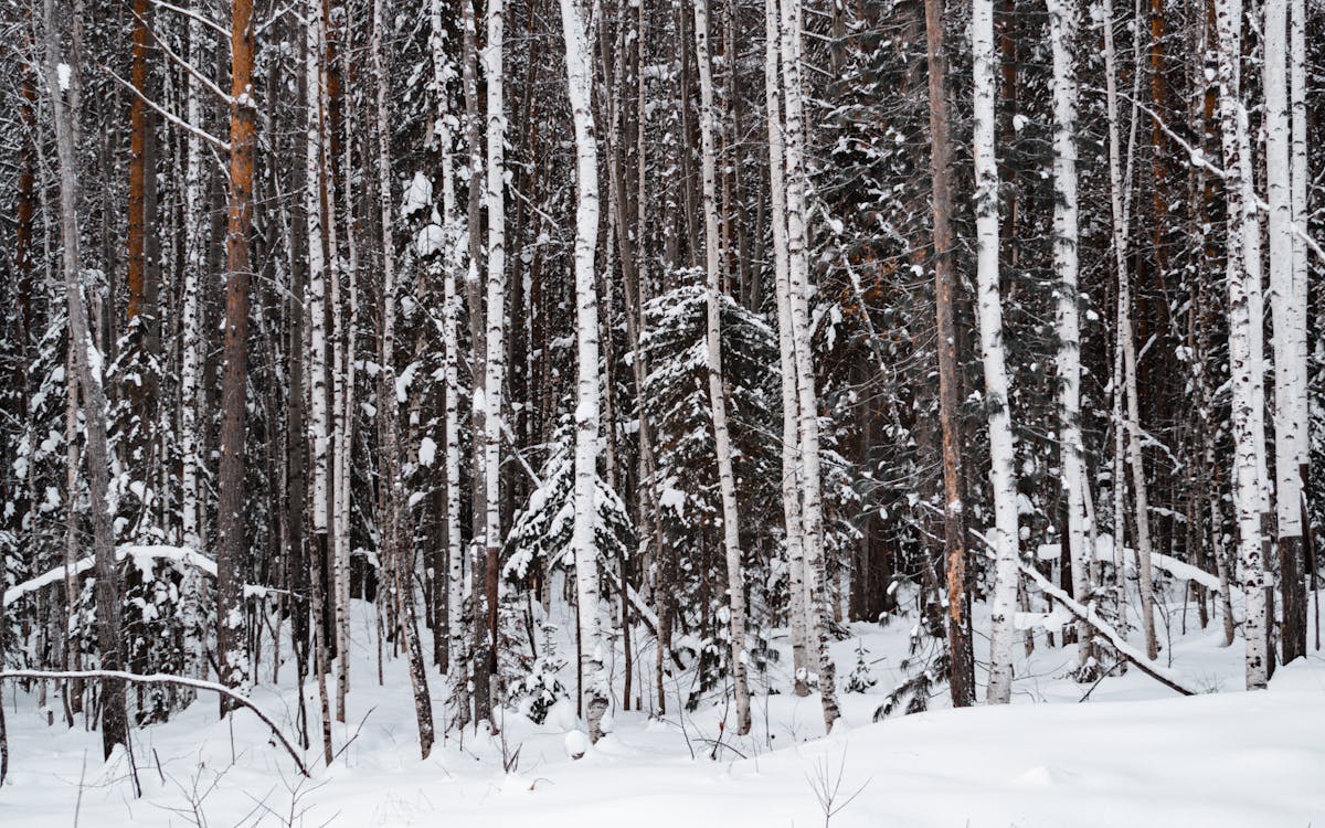 Russian Taiga forest winter snow birch trees cinematic shot