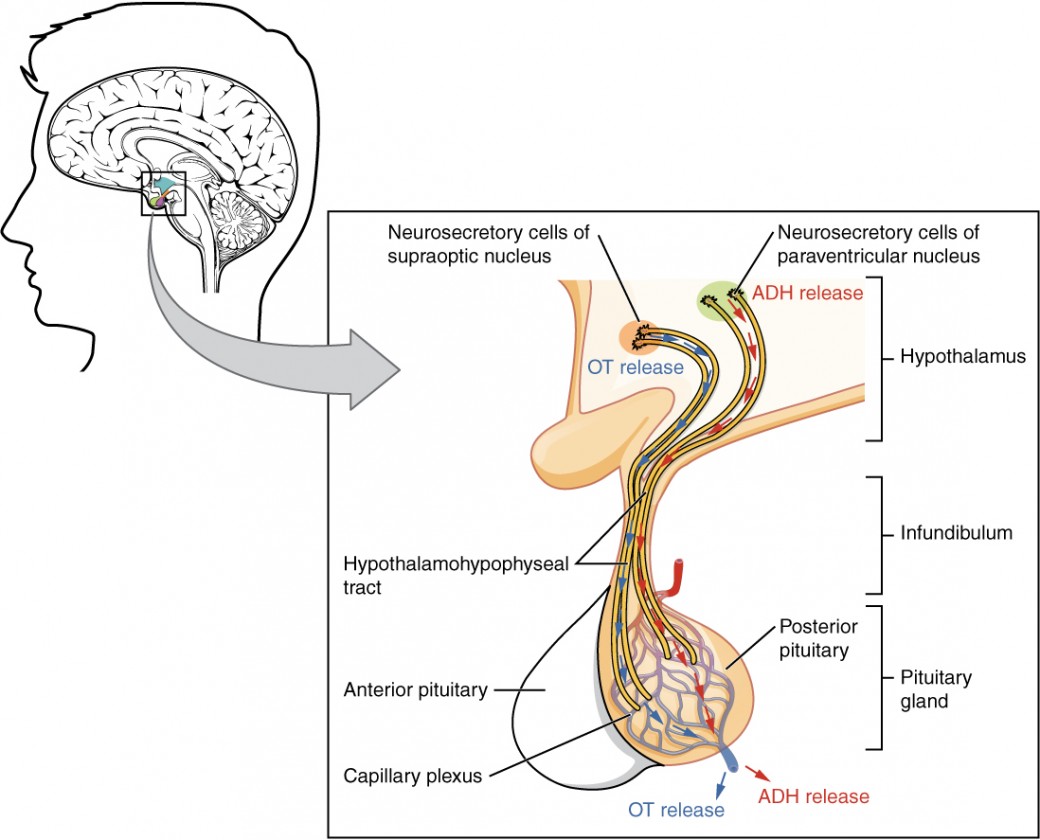 Anatomy interface between hypothalamus and pituitary gland anterior and posterior lobes medical illustration