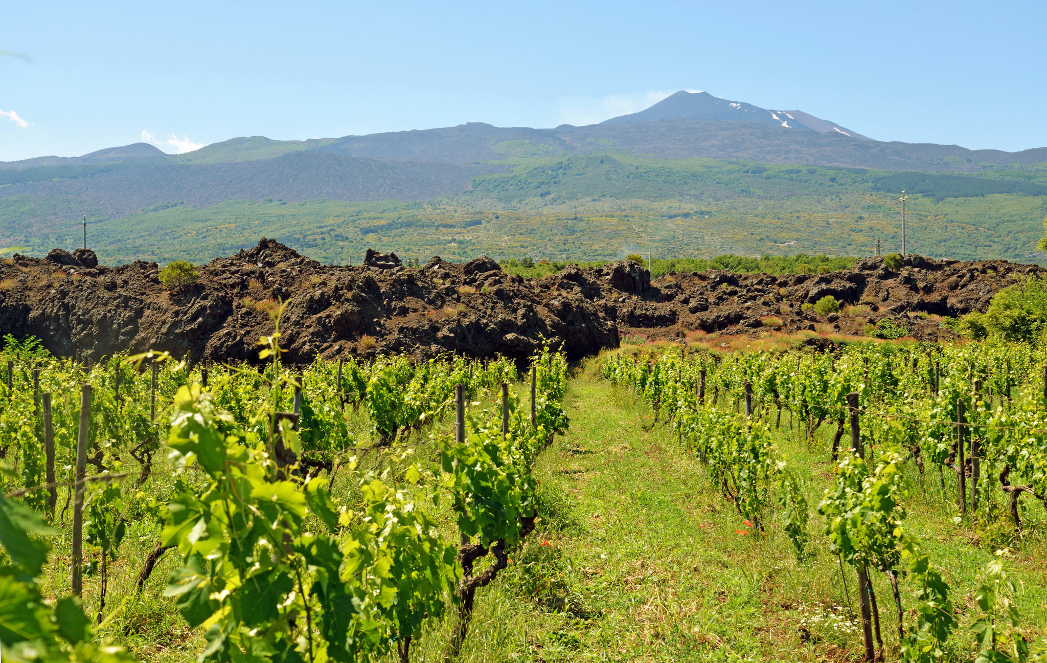 Vineyard growing on black volcanic soil slopes of Mount Etna Sicily