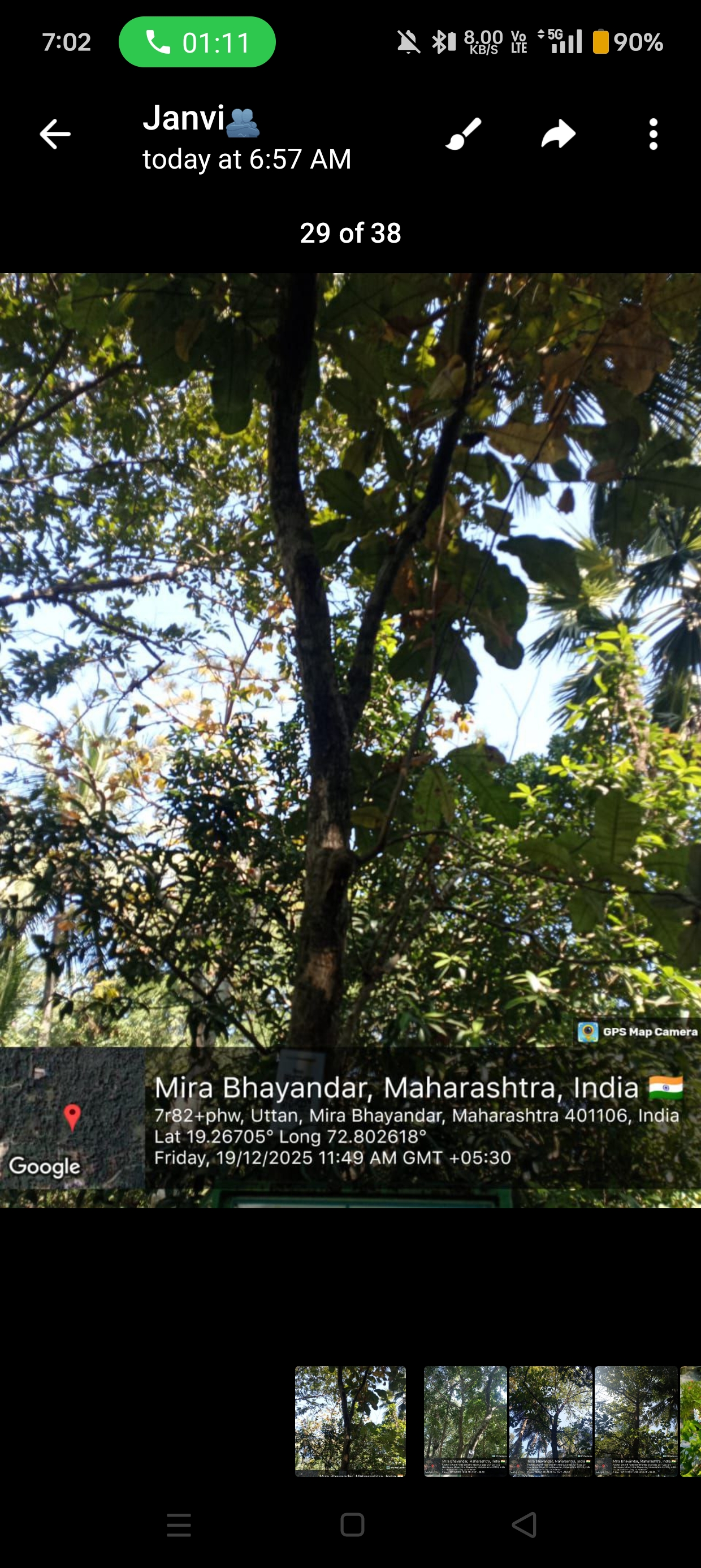 Putranjiva roxburghii tree foliage and small fruits, botanical photography, high resolution