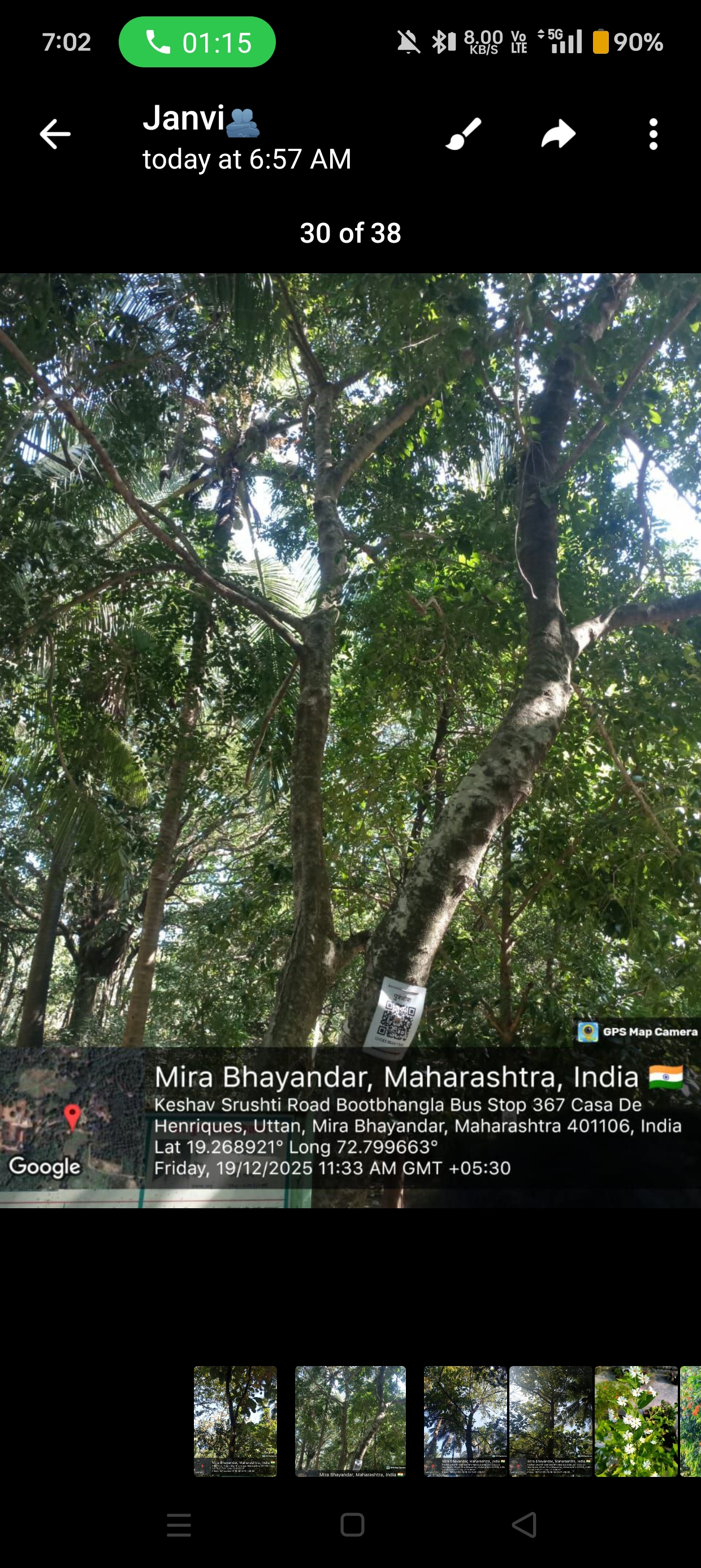 Semecarpus anacardium marking nut tree fruit and leaves, botanical photography, high resolution