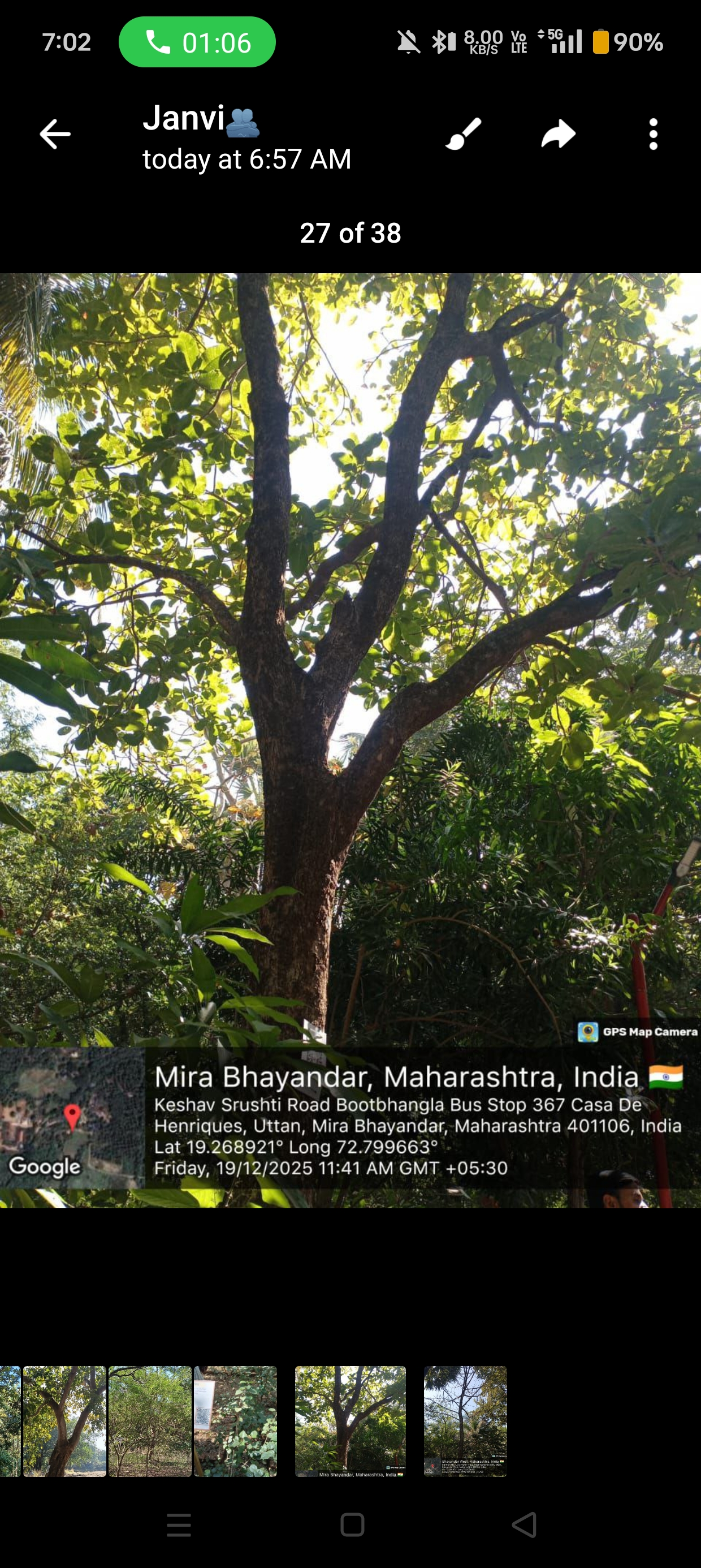 Neolamarckia cadamba tree with spherical orange flowers, botanical photography, high resolution